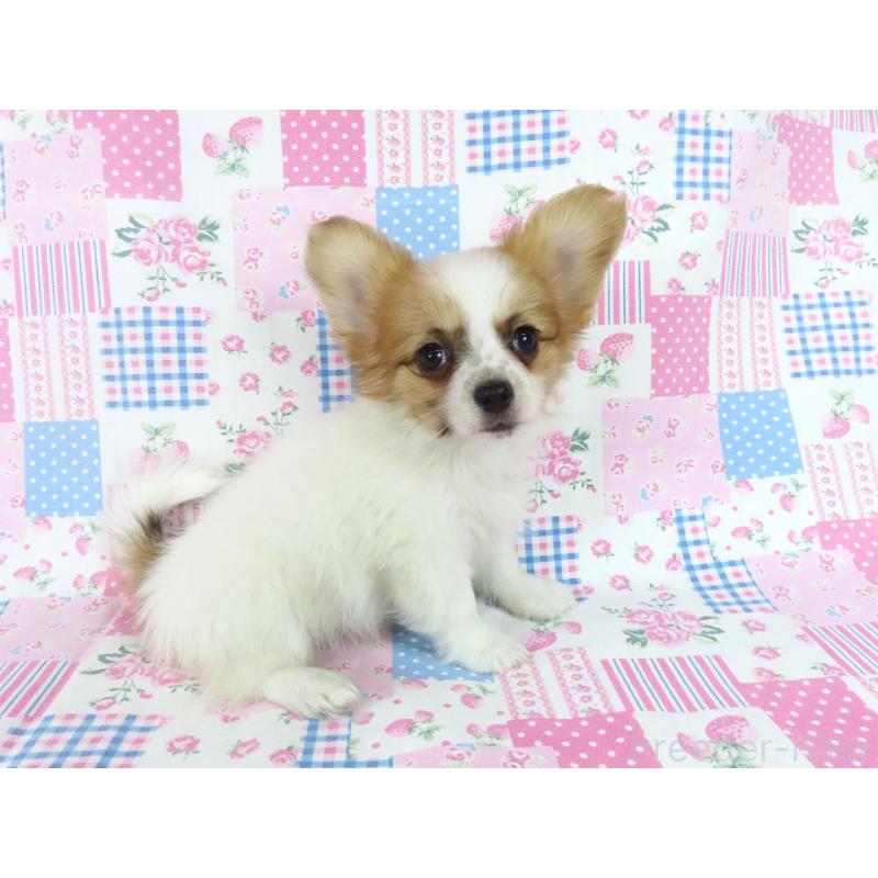 販売中の千葉県のパピヨン-435042の4枚目