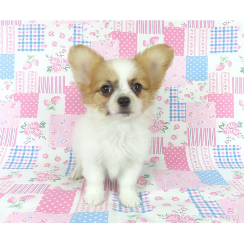 販売中の千葉県のパピヨン-435042の3枚目