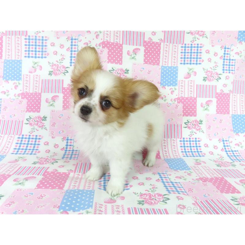 販売中の千葉県のパピヨン-435042の2枚目