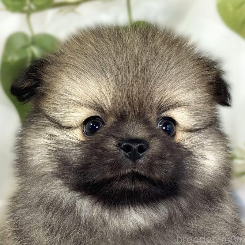 販売中の滋賀県のポメチワ:ポメラニアン×チワワ-442651