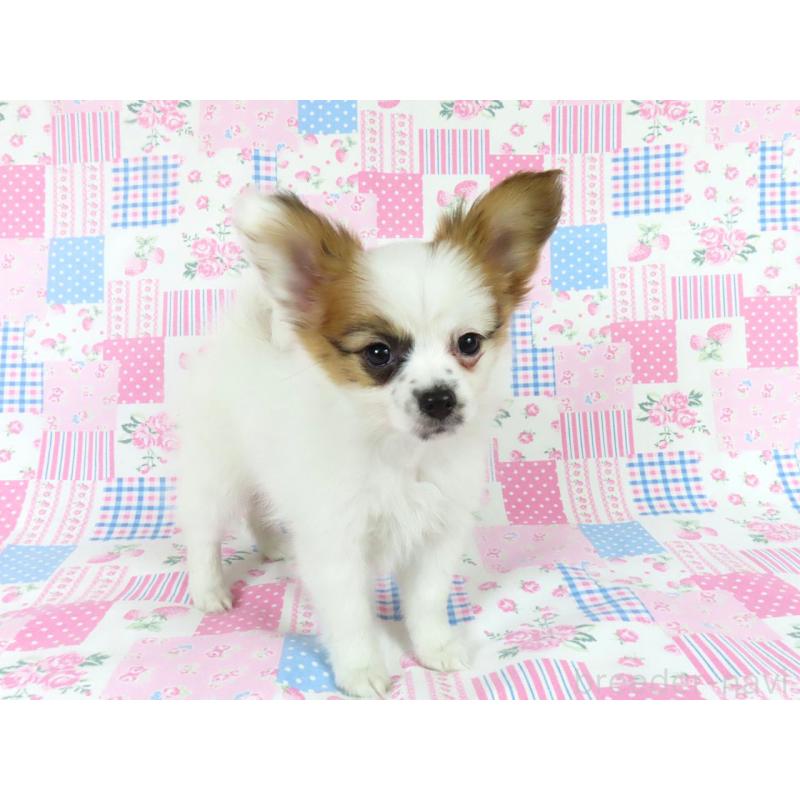 販売中の千葉県のパピヨン-435043の2枚目