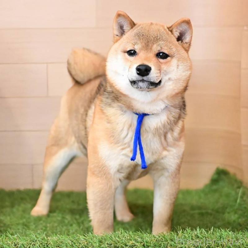 販売中の岡山県の豆柴-428011