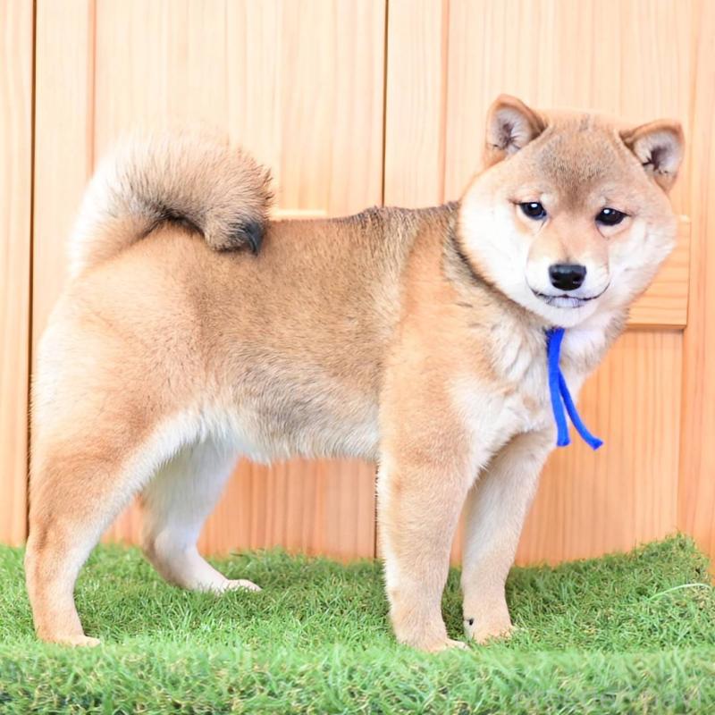 販売中の岡山県の豆柴-428011の3枚目