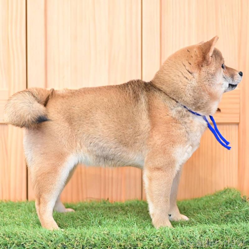 販売中の岡山県の豆柴-428011の2枚目