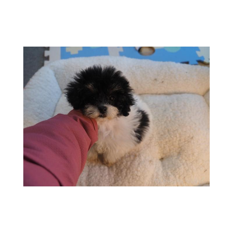 販売中の奈良県のトイプードル-443921