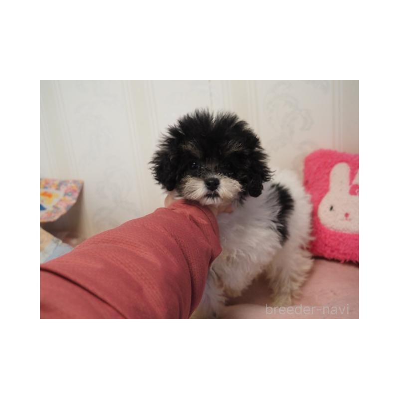 販売中の奈良県のトイプードル-443921の5枚目