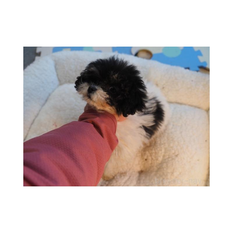 販売中の奈良県のトイプードル-443921の4枚目