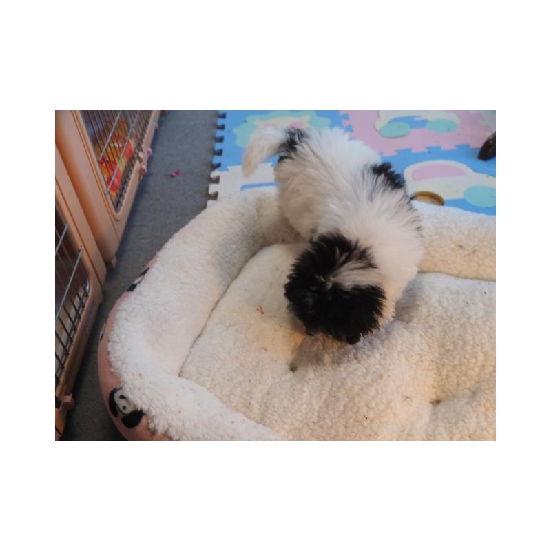 販売中の奈良県のトイプードル-443921の3枚目