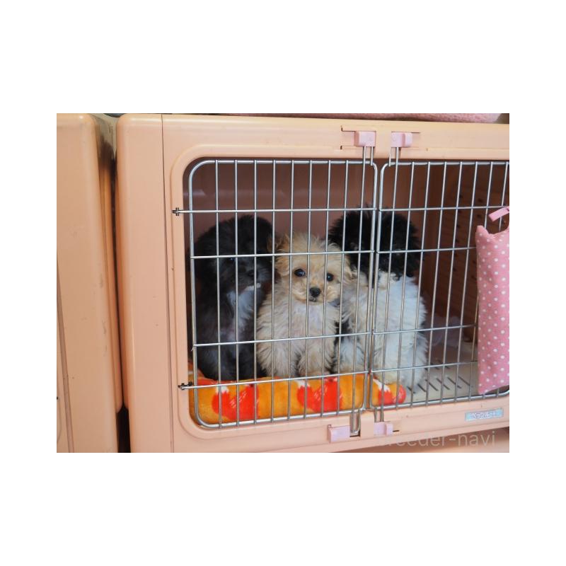 販売中の奈良県のトイプードル-443921の2枚目