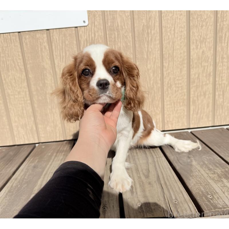 販売中の埼玉県のキャバリアキングチャールズスパニエル-423549の4枚目