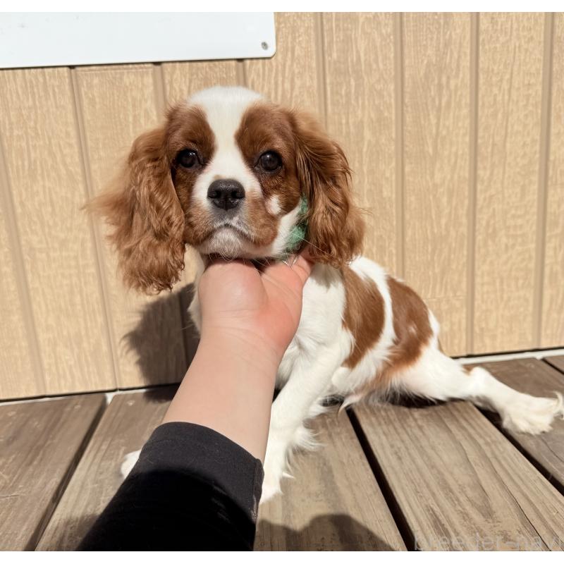 販売中の埼玉県のキャバリアキングチャールズスパニエル-423549の3枚目