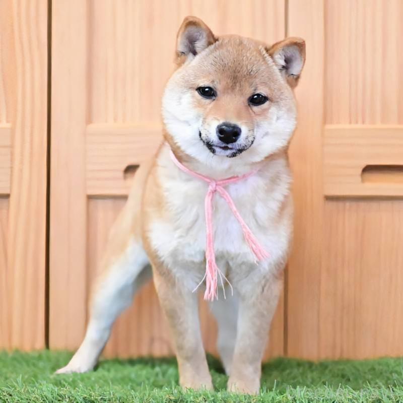 販売中の岡山県の豆柴-428010の1枚目