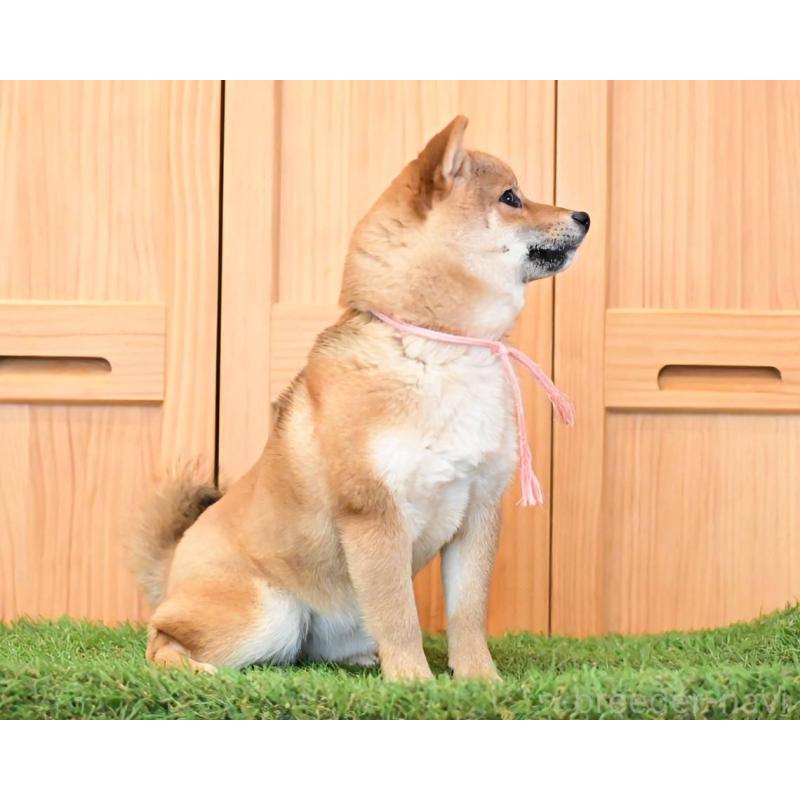 販売中の岡山県の豆柴-428010の4枚目