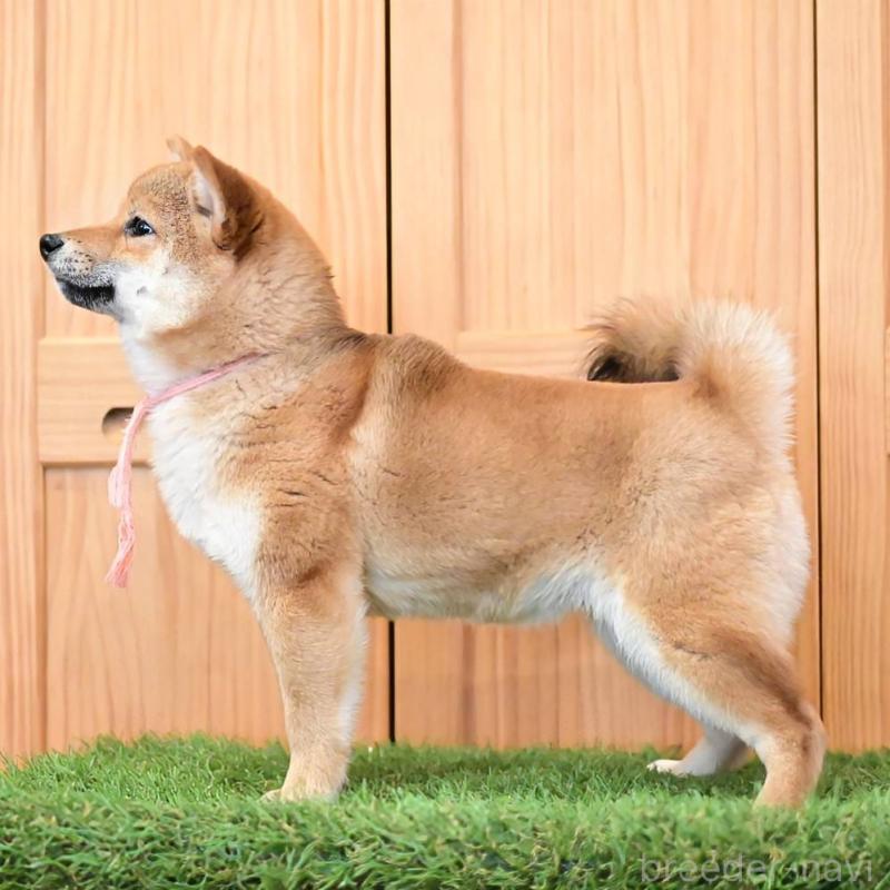 販売中の岡山県の豆柴-428010の3枚目