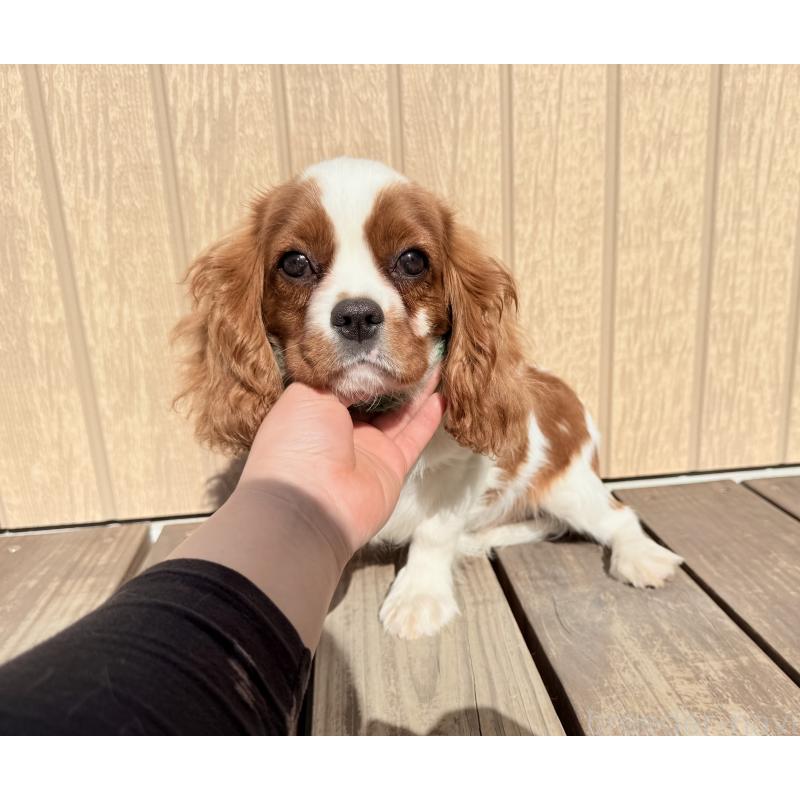 販売中の埼玉県のキャバリアキングチャールズスパニエル-423549の2枚目