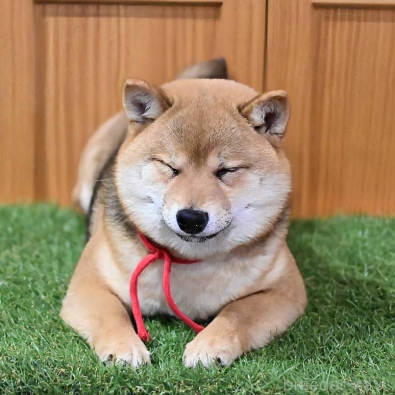 販売中の岡山県の豆柴-425318の1枚目