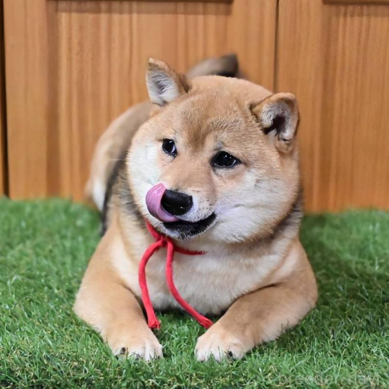 販売中の岡山県の豆柴-425318の4枚目