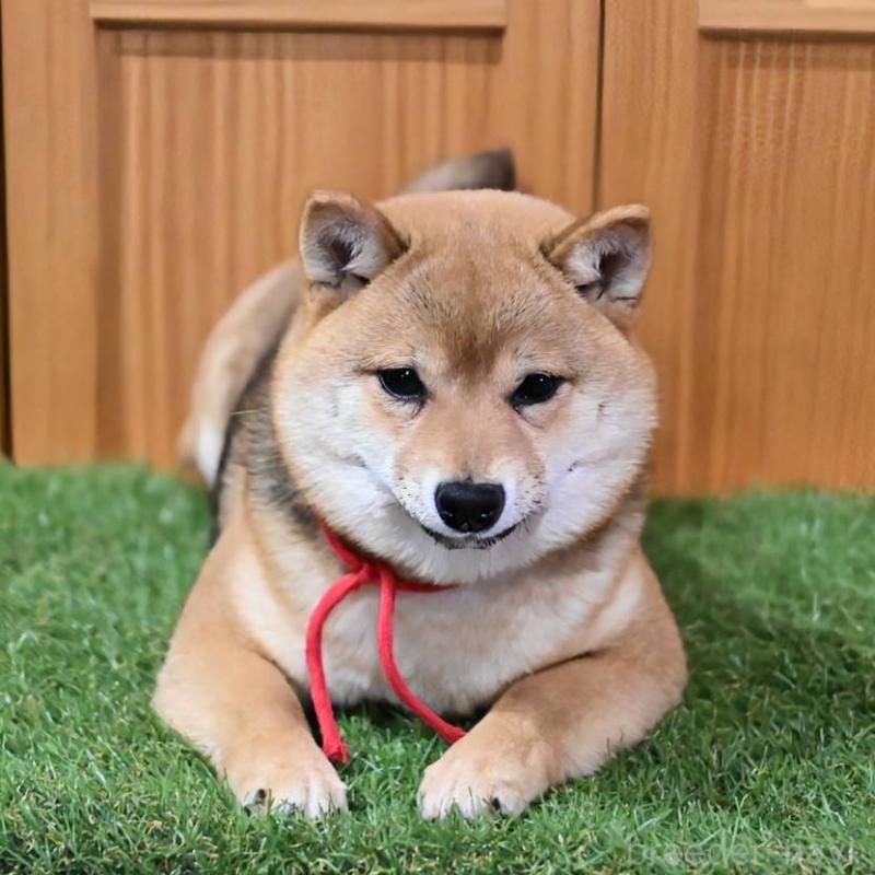 販売中の岡山県の豆柴-425318の5枚目