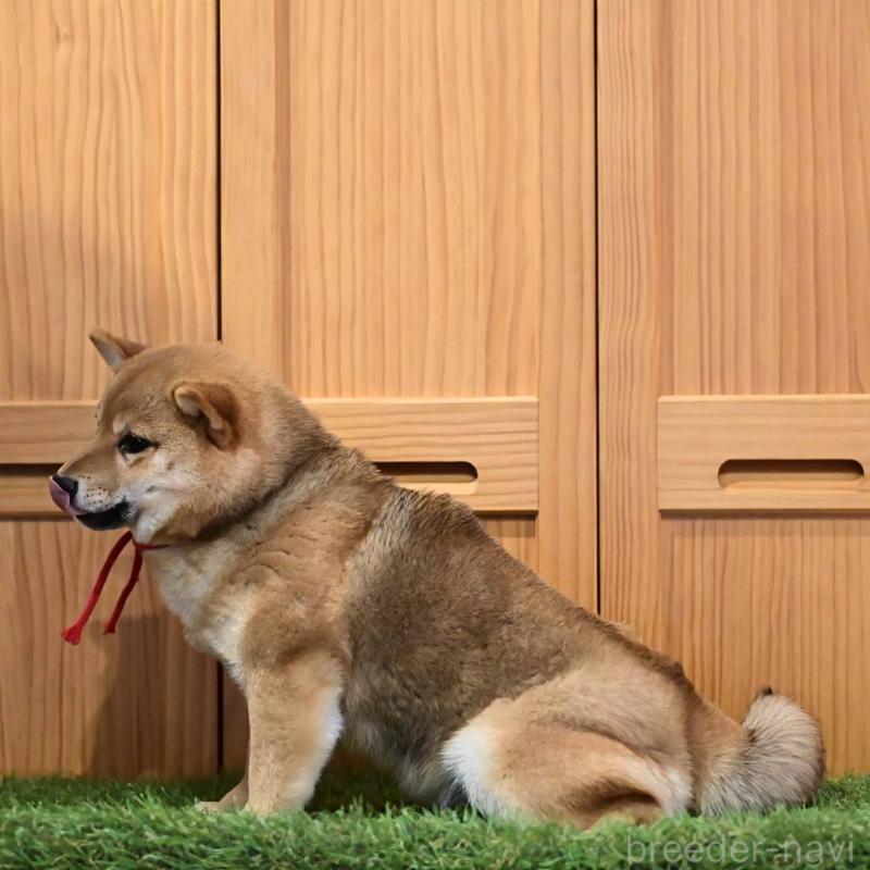 販売中の岡山県の豆柴-425318の2枚目