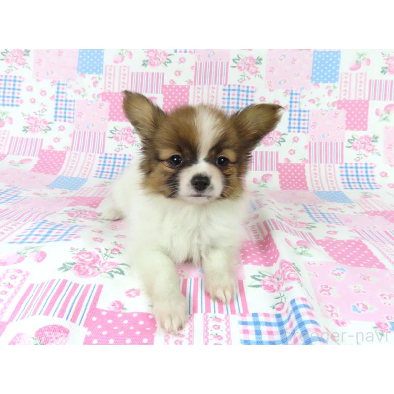 販売中の千葉県のパピヨン-436217の3枚目