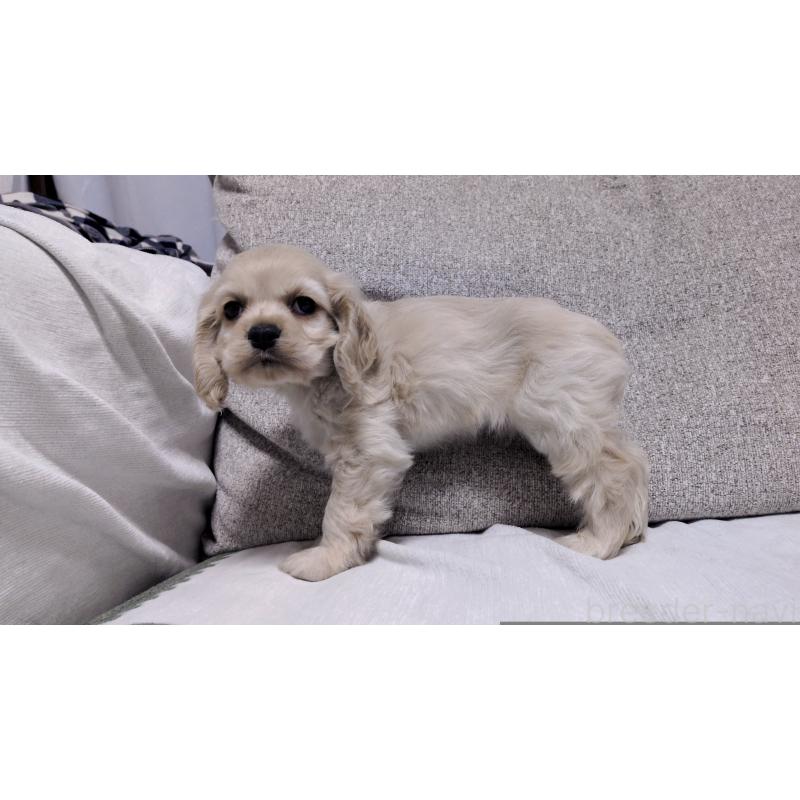 販売中の茨城県のアメリカンコッカースパニエル-443929の9枚目