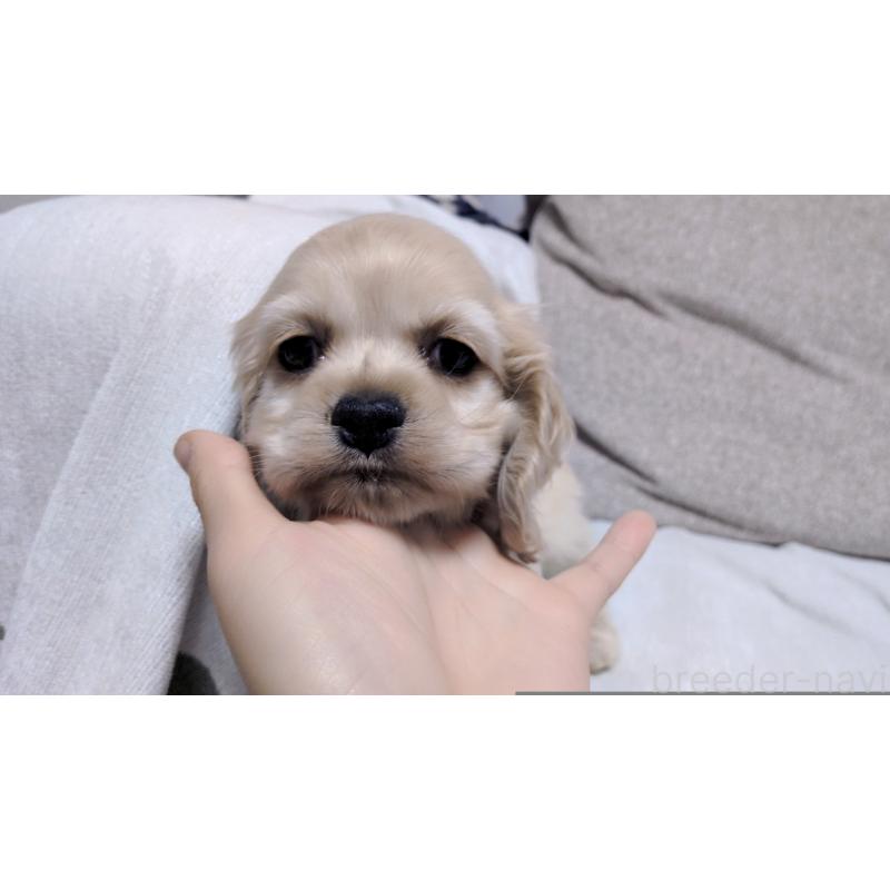 販売中の茨城県のアメリカンコッカースパニエル-443929の8枚目