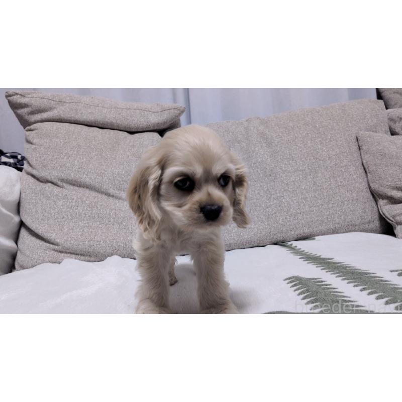 販売中の茨城県のアメリカンコッカースパニエル-443929の5枚目