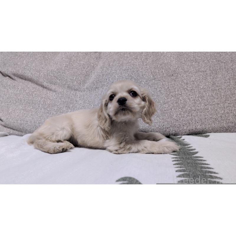 販売中の茨城県のアメリカンコッカースパニエル-443929の4枚目