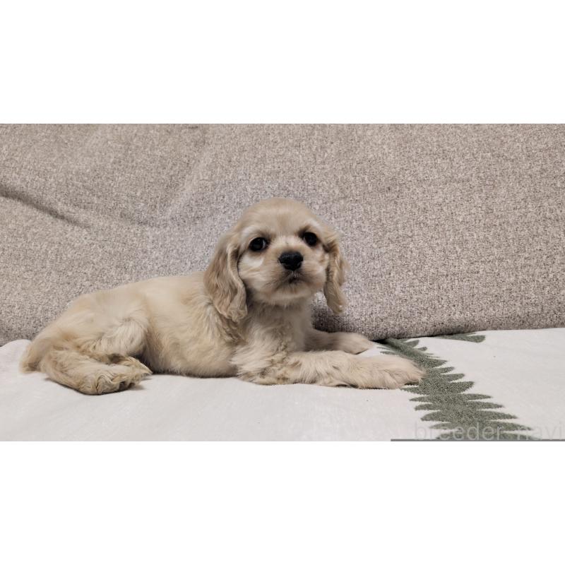 販売中の茨城県のアメリカンコッカースパニエル-443929の2枚目