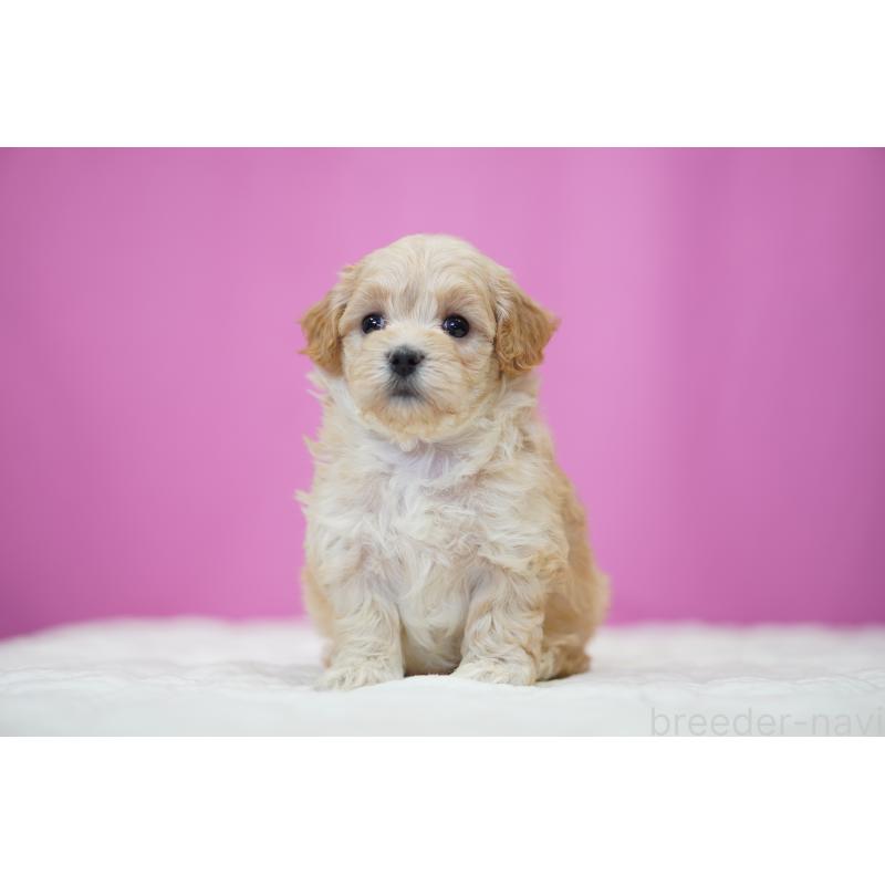 販売中の埼玉県のマルプー:マルチーズ×トイプードル-443930の3枚目