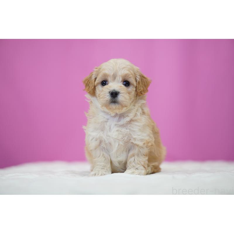 販売中の埼玉県のマルプー:マルチーズ×トイプードル-443930の2枚目