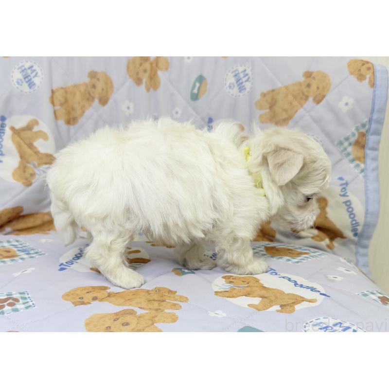 成約済の埼玉県のマルチーズ-440068の5枚目