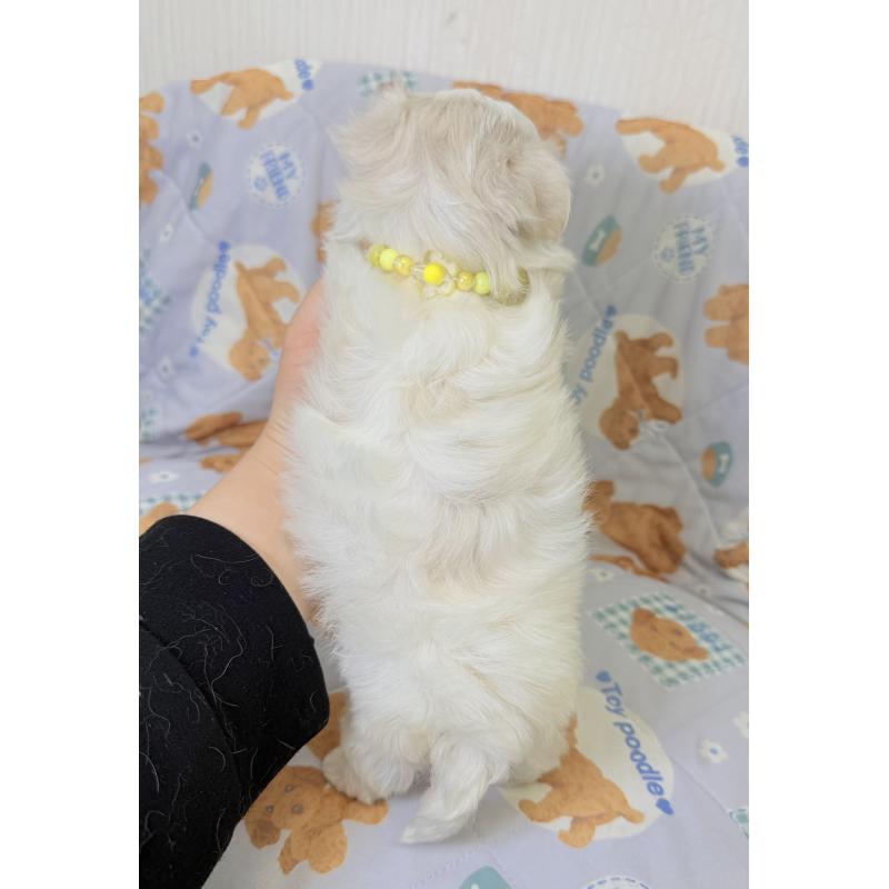 成約済の埼玉県のマルチーズ-440068の4枚目