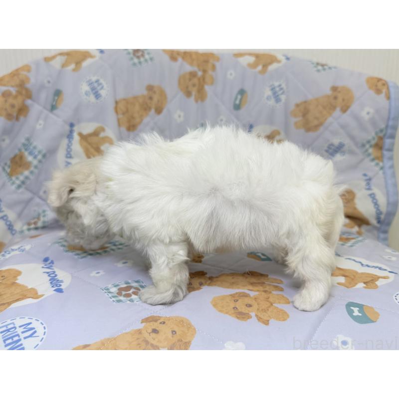 成約済の埼玉県のマルチーズ-440068の3枚目