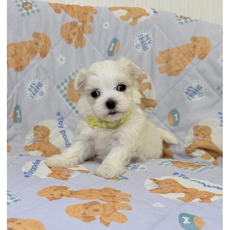 成約済の埼玉県のマルチーズ-440068の2枚目