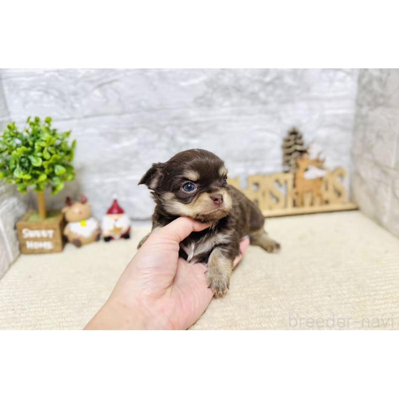 販売中の岐阜県のチワワ(ロングコート)-443931の7枚目