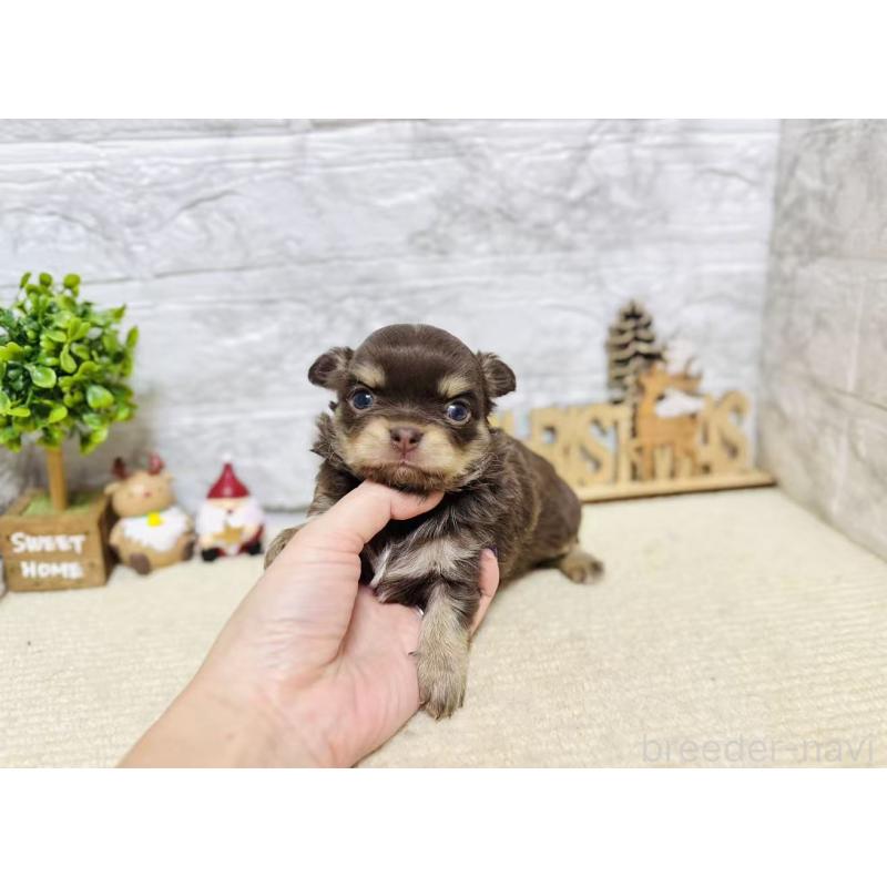 販売中の岐阜県のチワワ(ロングコート)-443931の6枚目