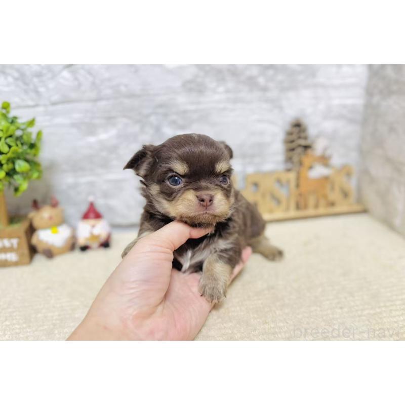 販売中の岐阜県のチワワ(ロングコート)-443931の4枚目