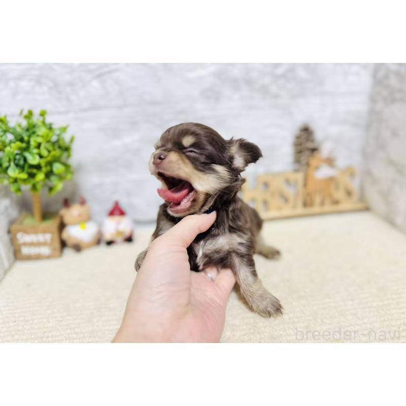 販売中の岐阜県のチワワ(ロングコート)-443931の3枚目