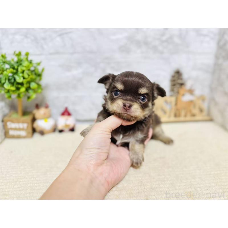 販売中の岐阜県のチワワ(ロングコート)-443931の2枚目