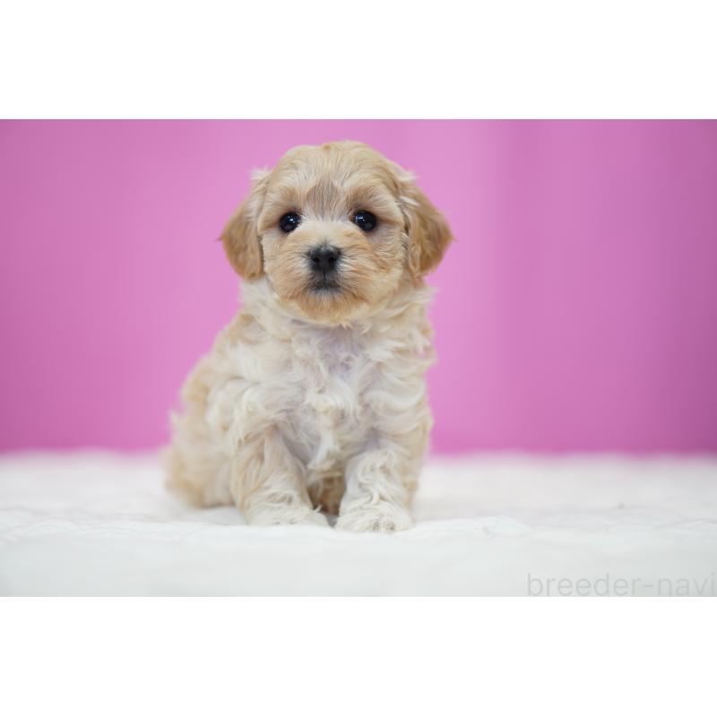 販売中の埼玉県のマルプー:マルチーズ×トイプードル-443932の5枚目