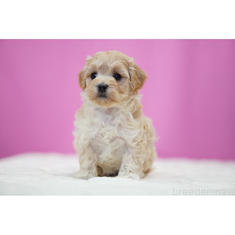 販売中の埼玉県のマルプー:マルチーズ×トイプードル-443932の3枚目