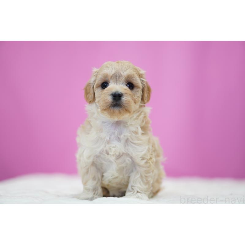 販売中の埼玉県のマルプー:マルチーズ×トイプードル-443932の2枚目