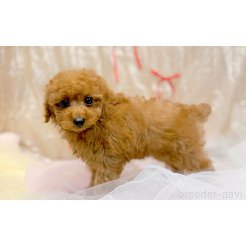 販売中の愛知県のトイプードル-443933の4枚目
