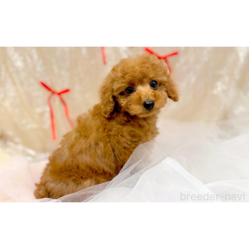 販売中の愛知県のトイプードル-443933の2枚目