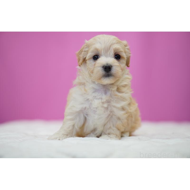 販売中の埼玉県のマルプー:マルチーズ×トイプードル-443934の5枚目