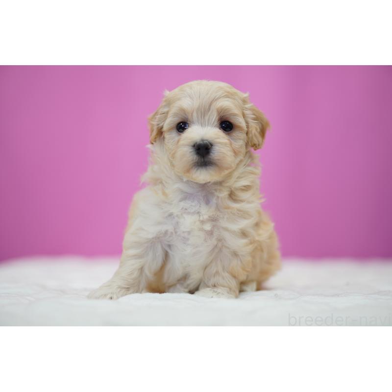 販売中の埼玉県のマルプー:マルチーズ×トイプードル-443934の4枚目