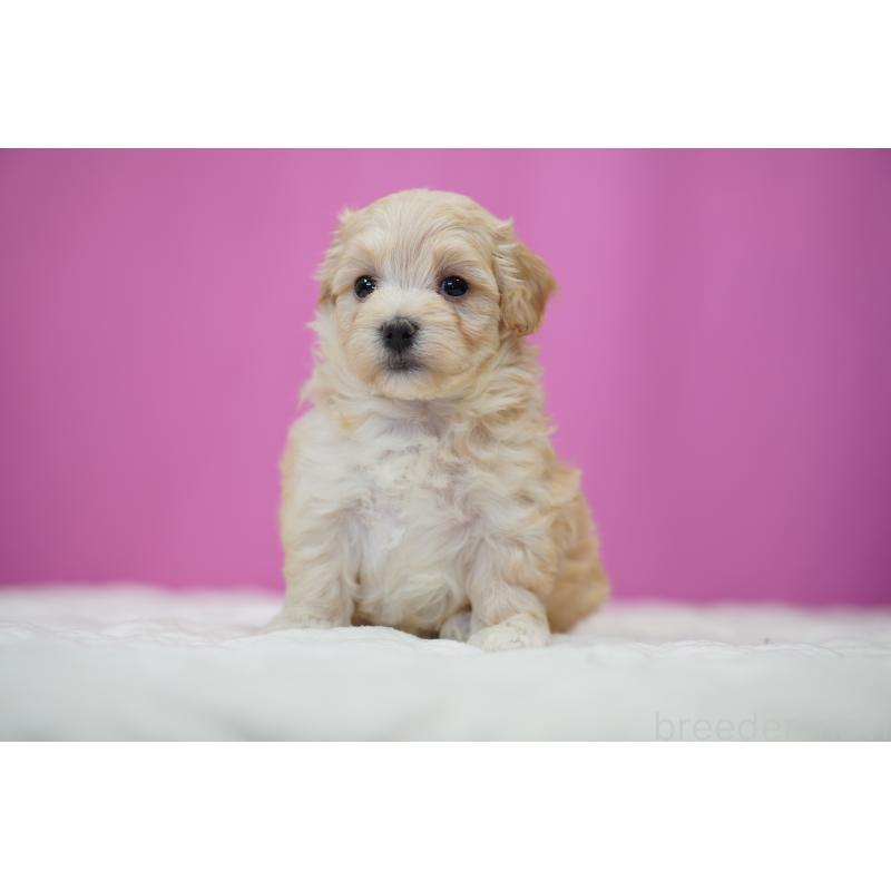 販売中の埼玉県のマルプー:マルチーズ×トイプードル-443934の2枚目