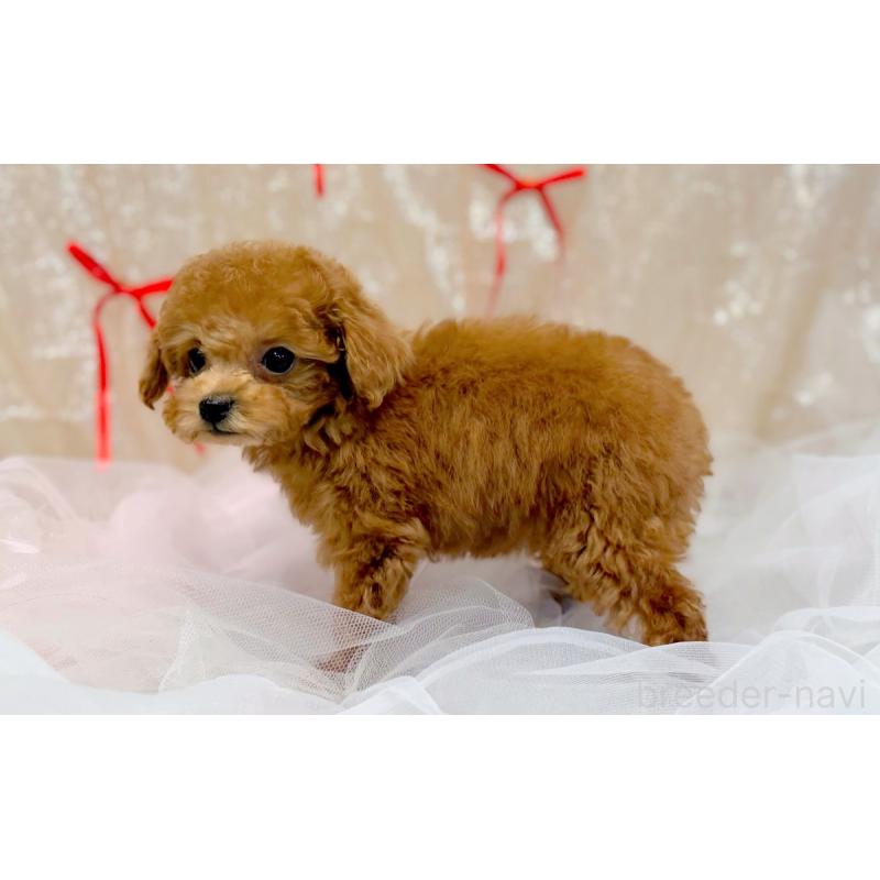 販売中の愛知県のタイニープードル-443936の3枚目