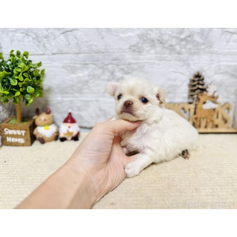 販売中の岐阜県のチワワ(ロングコート)-443935の8枚目